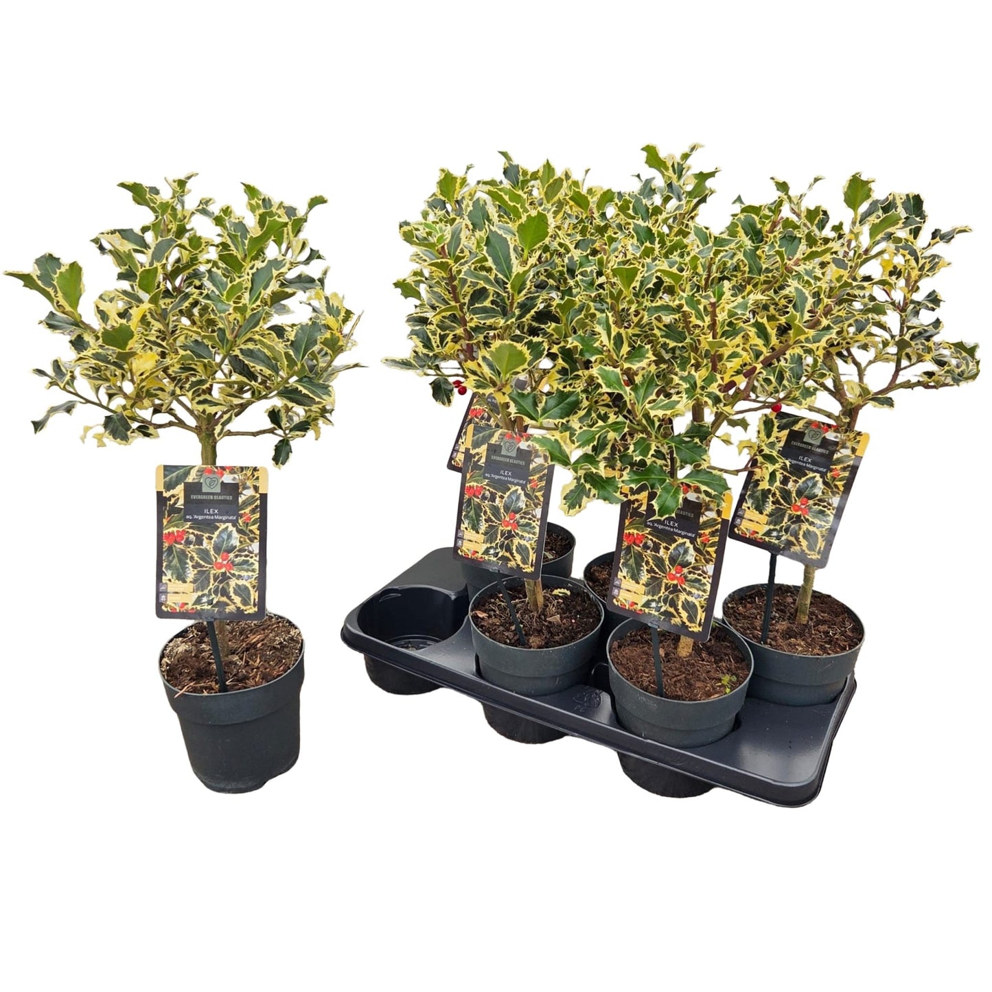 Ilex Argentea Marginata 60cm 15cm Pot