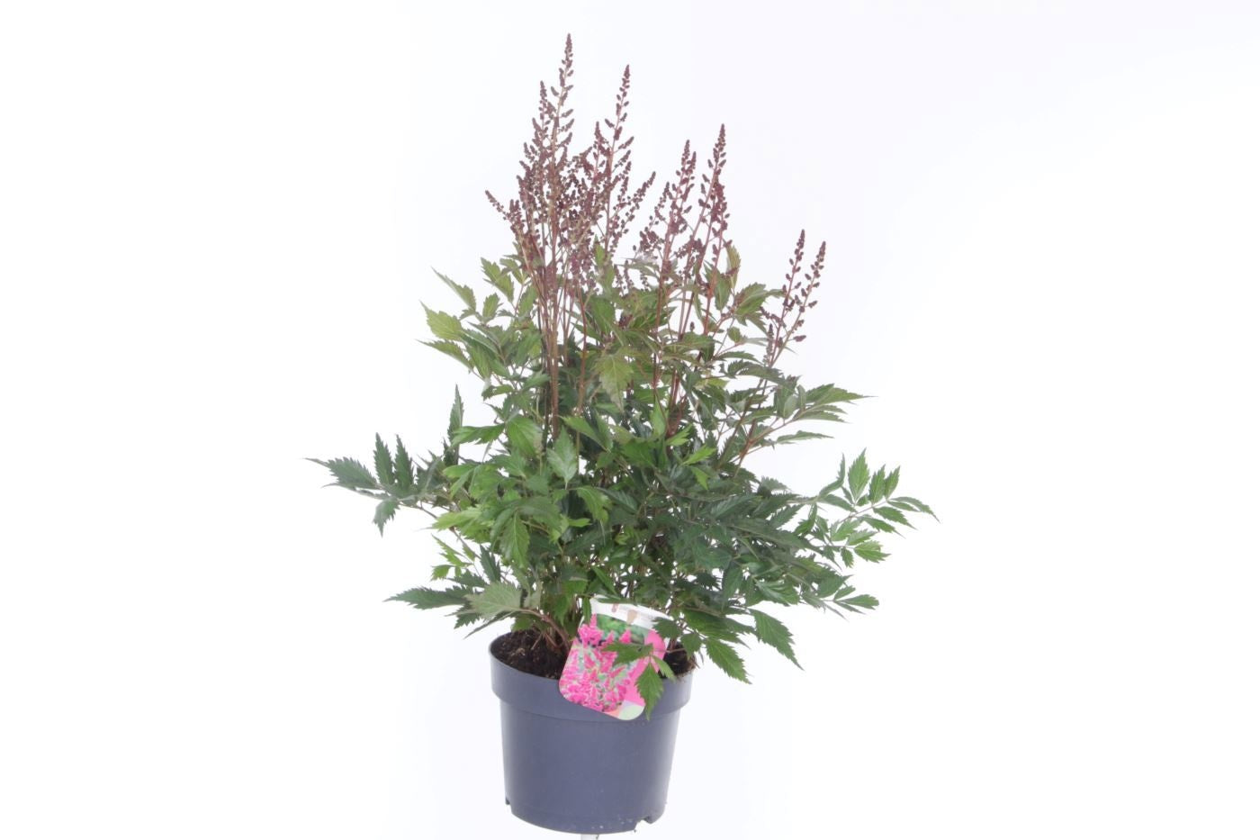 Astilbe jap. Mainz 65cm 17cm Pot