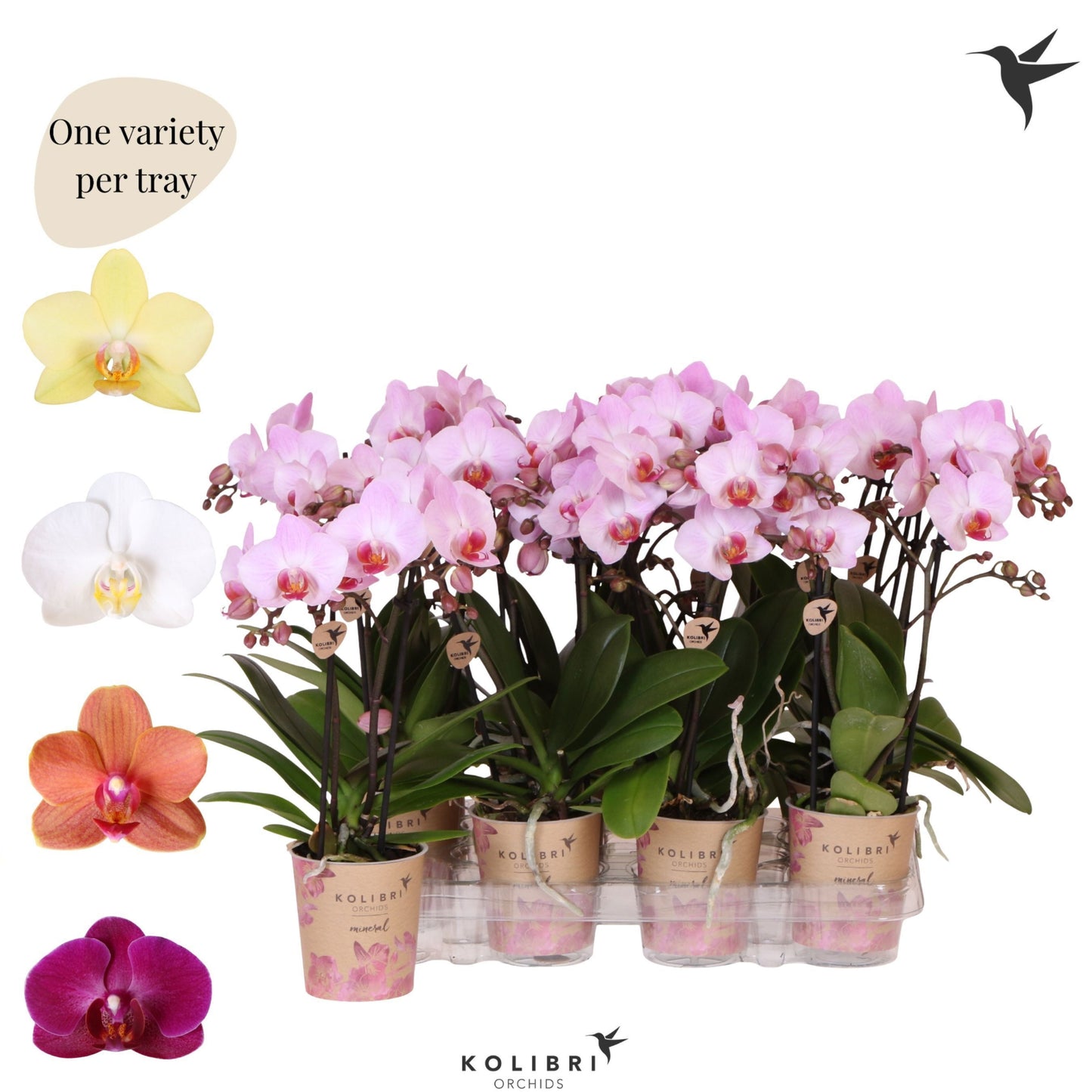OK Plant Kolibri Orchids Phalaenopsis Mineral diverse 2 spike Pack of 12