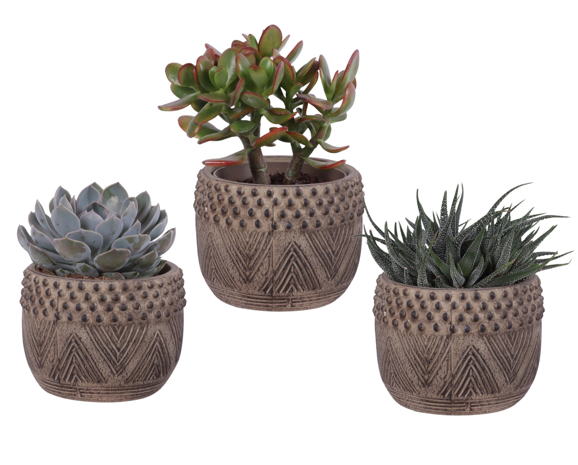 Succulent mix 25cm 16cm Pot