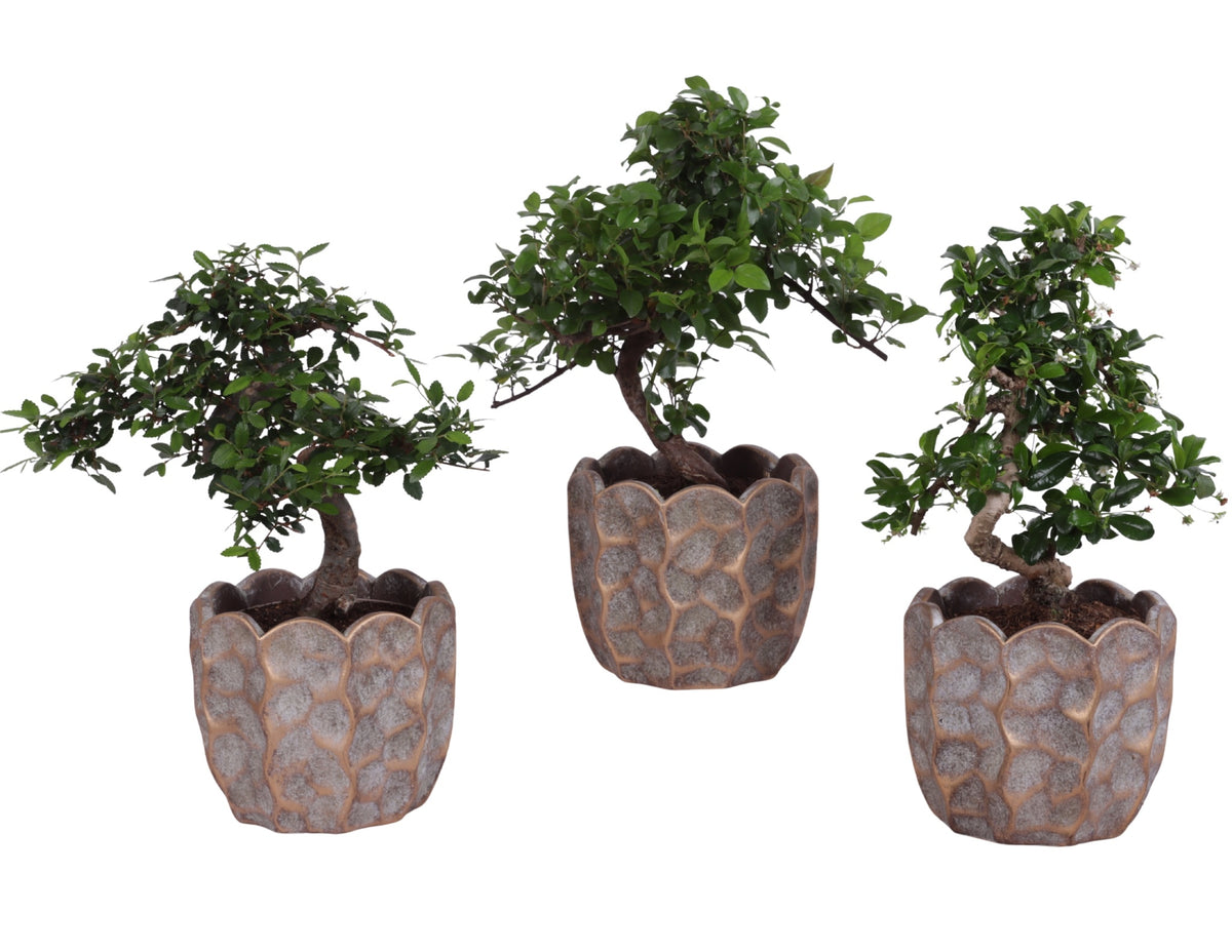 Bonsai mix 35cm 15cm Pot