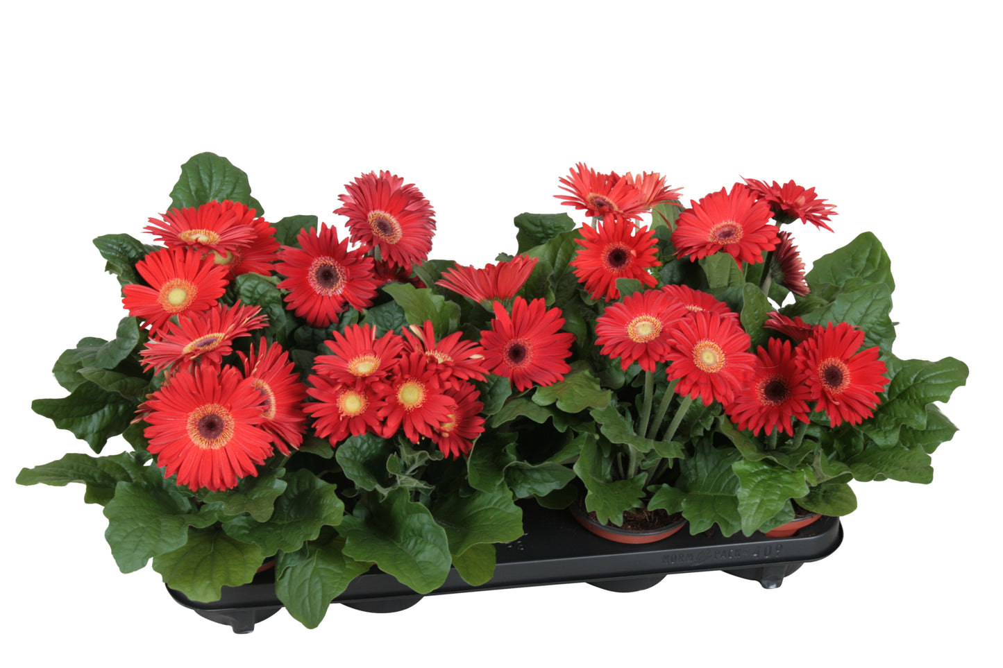 Velden, Firma Freek v.d. Gerbera Flori Line red Pack of 10
