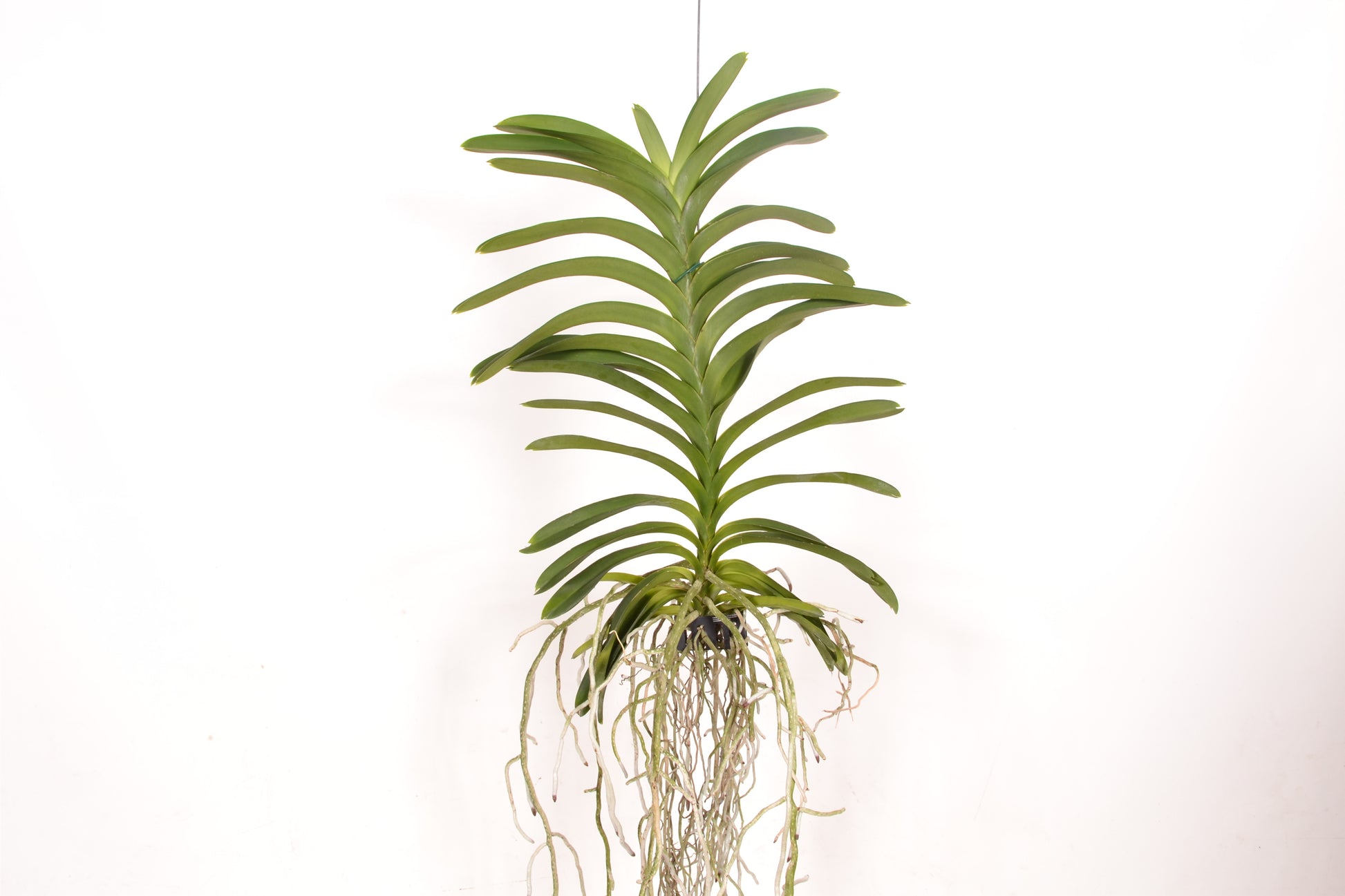 Ansu Vanda hybrid Pack of 2