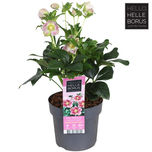 Helleborus orientalis 35cm 17cm Pot