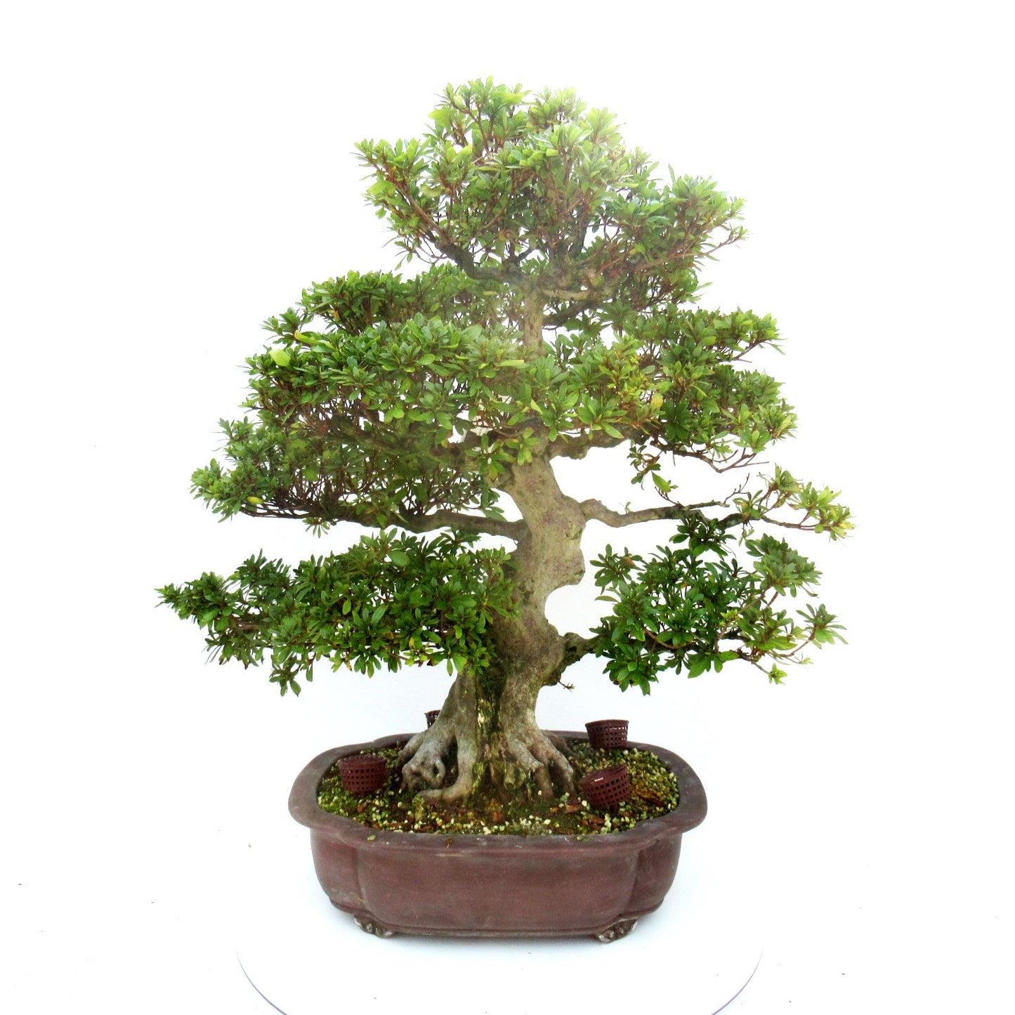 Bonsai Metasequoia Forest 75cm 39cm Pot