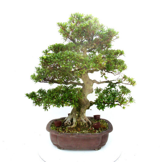 Bonsai Metasequoia Forest 75cm 39cm Pot