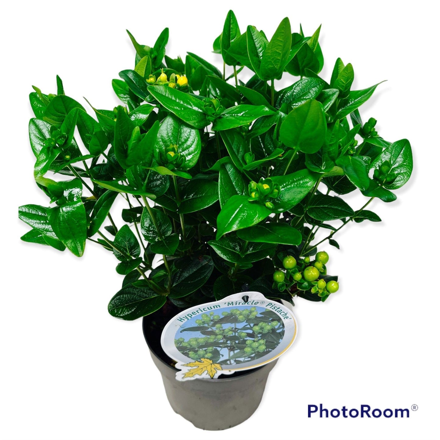 Hypericum Miracle Pistache 45cm 17cm Pot