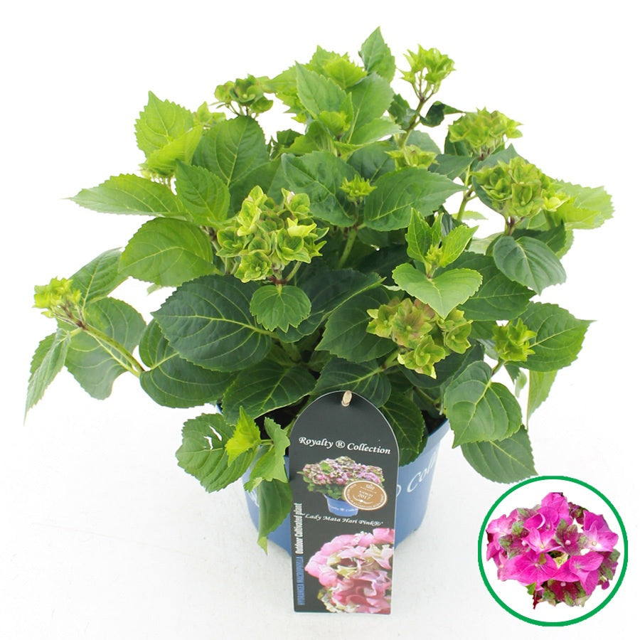 Hydrangea macr. Royalty Lady Mata Hari 40cm 20cm Pot