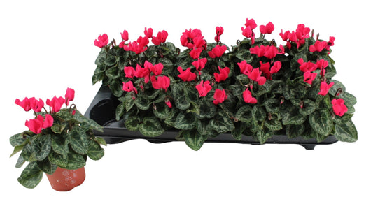 Cyclamen Verano Mix 15cm 9cm Pot