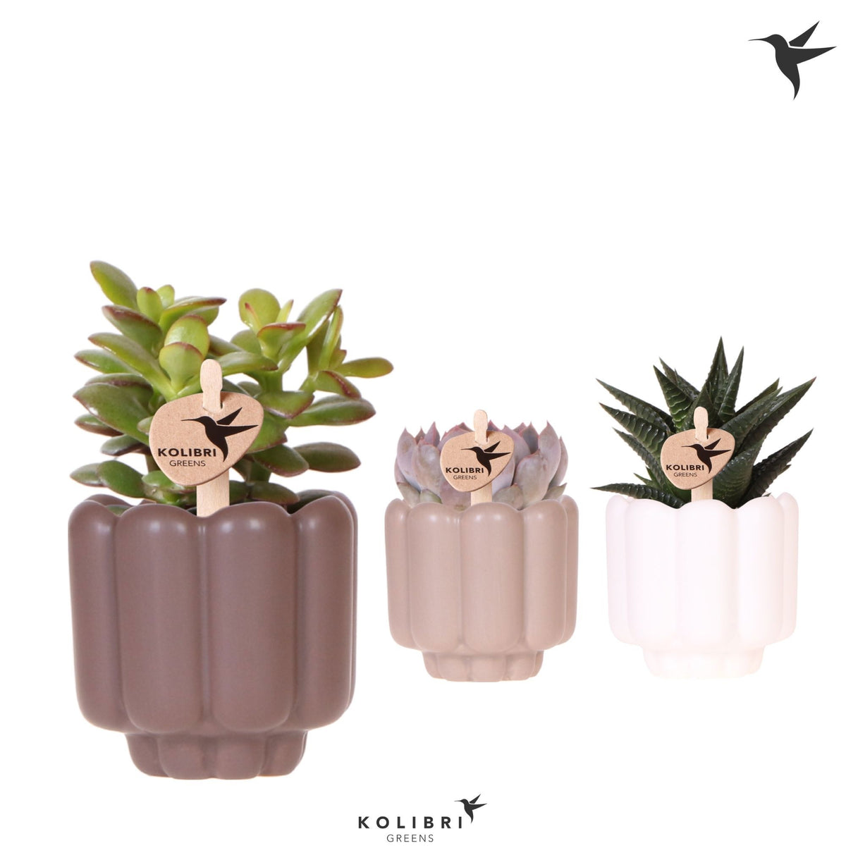 Succulent mix 12cm 6cm Pot