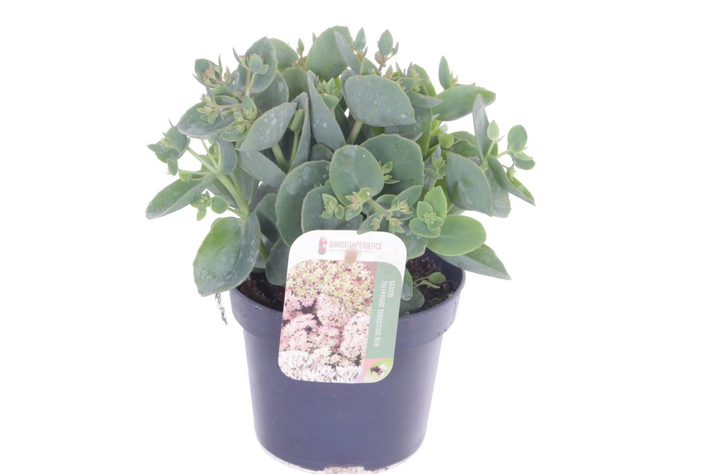 Sedum Pink Seduction 15cm 13cm Pot