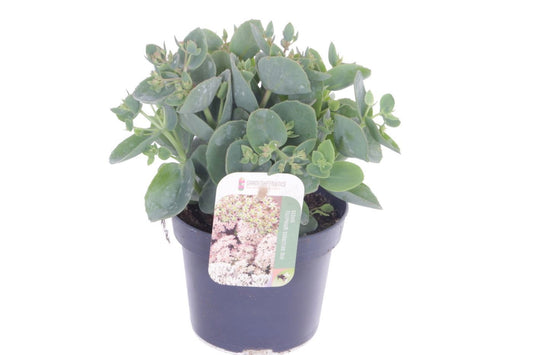 Sedum Pink Seduction 15cm 13cm Pot