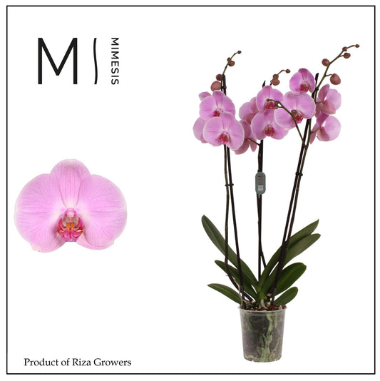 Phalaenopsis Elion 70cm 12cm Pot