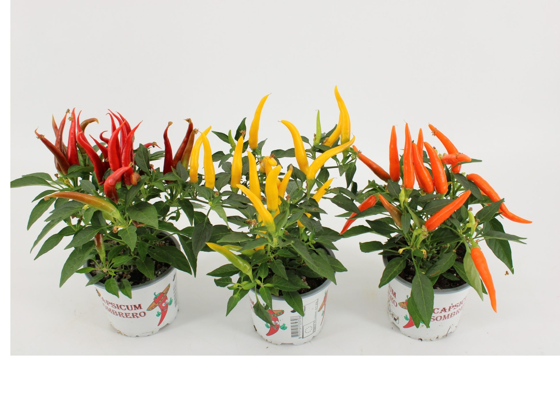 Kwintplant VOF Capsicum annuum mix Pack of 12
