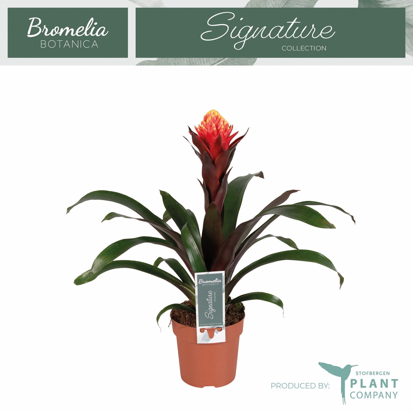Guzmania Happyness 45cm 12cm Pot