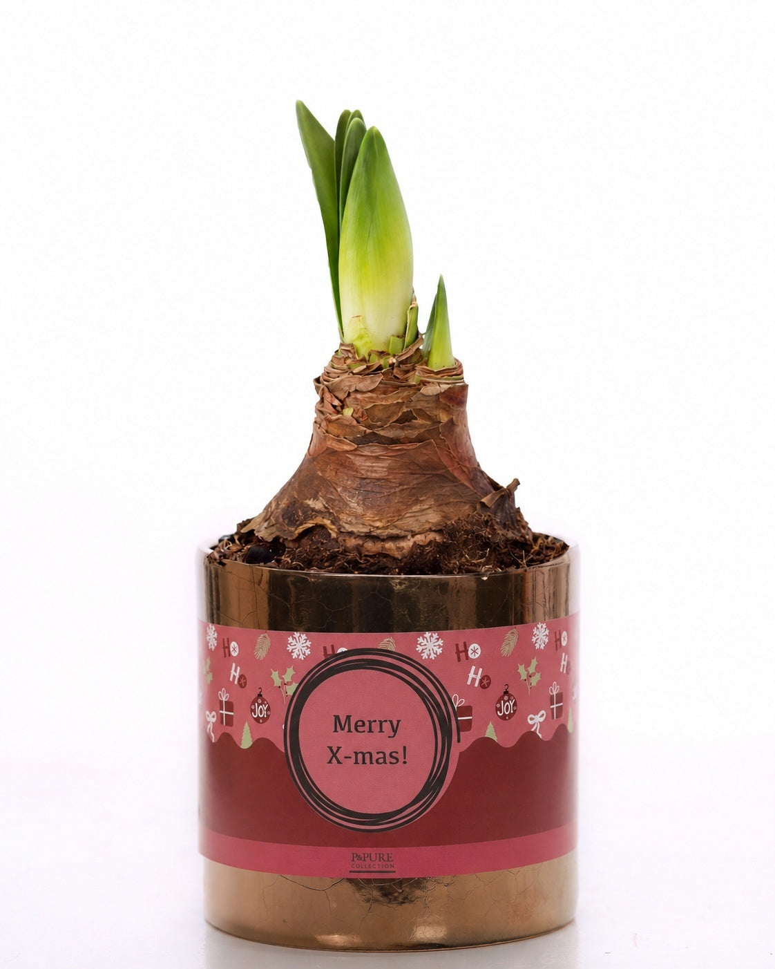 Hippeastrum Hybrid 22cm 12cm Pot