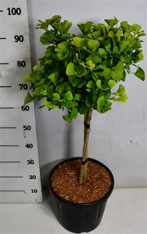 Ginkgo biloba Mariken 120cm 32cm Pot