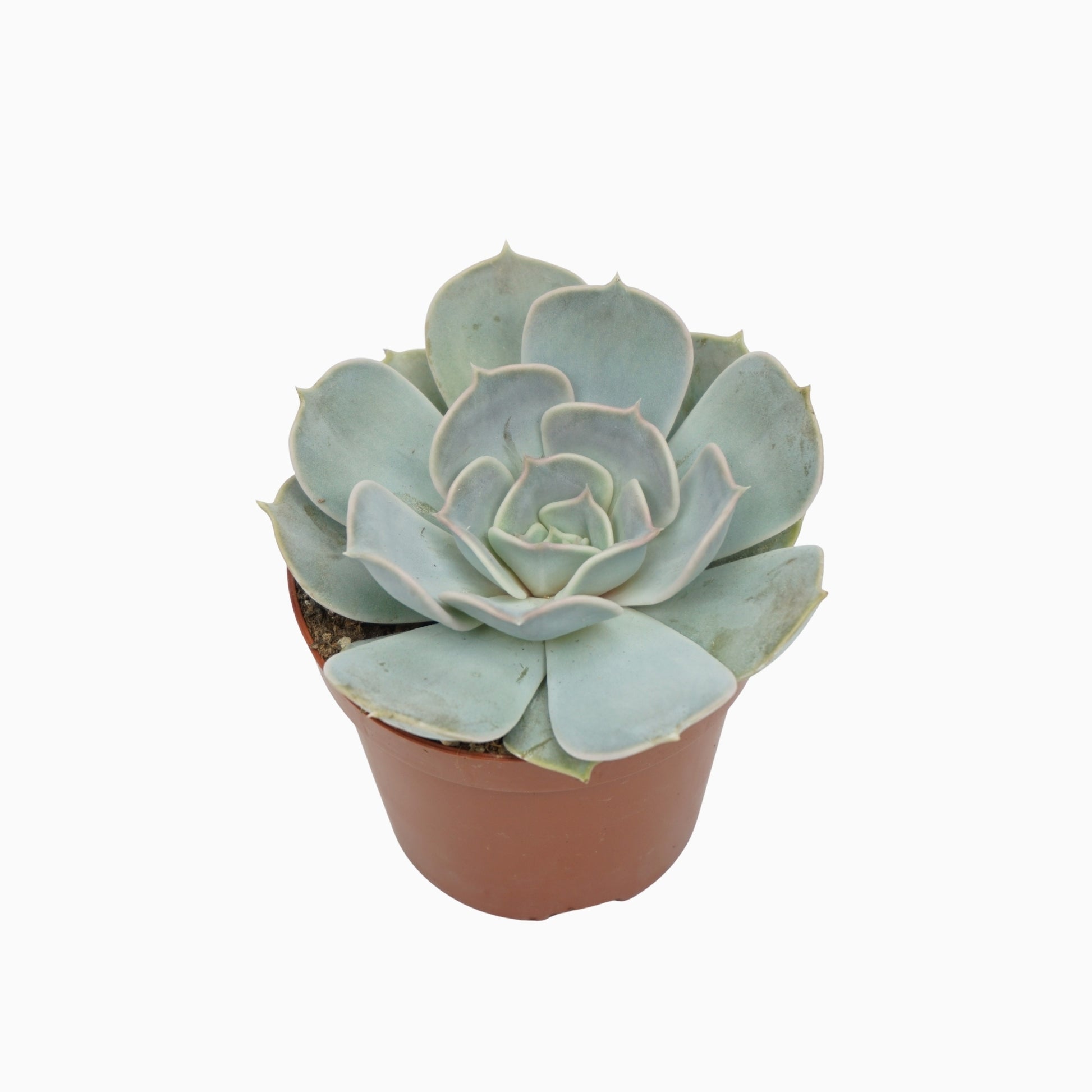 Echeveria Lilacina 10cm 8.5cm Pot