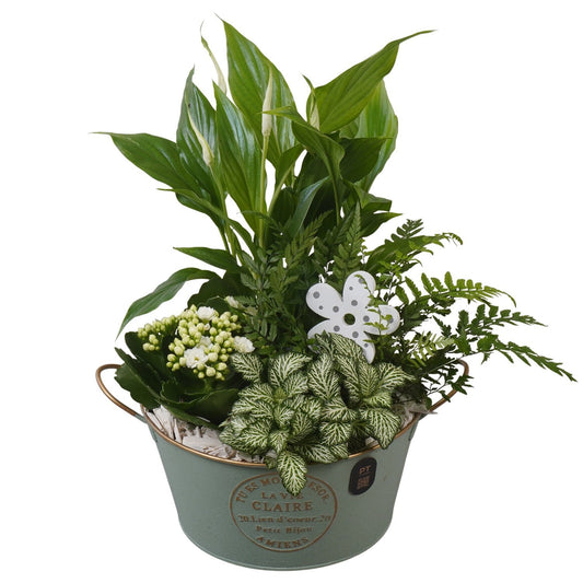 Indoor arrangement 34cm 20cm Pot