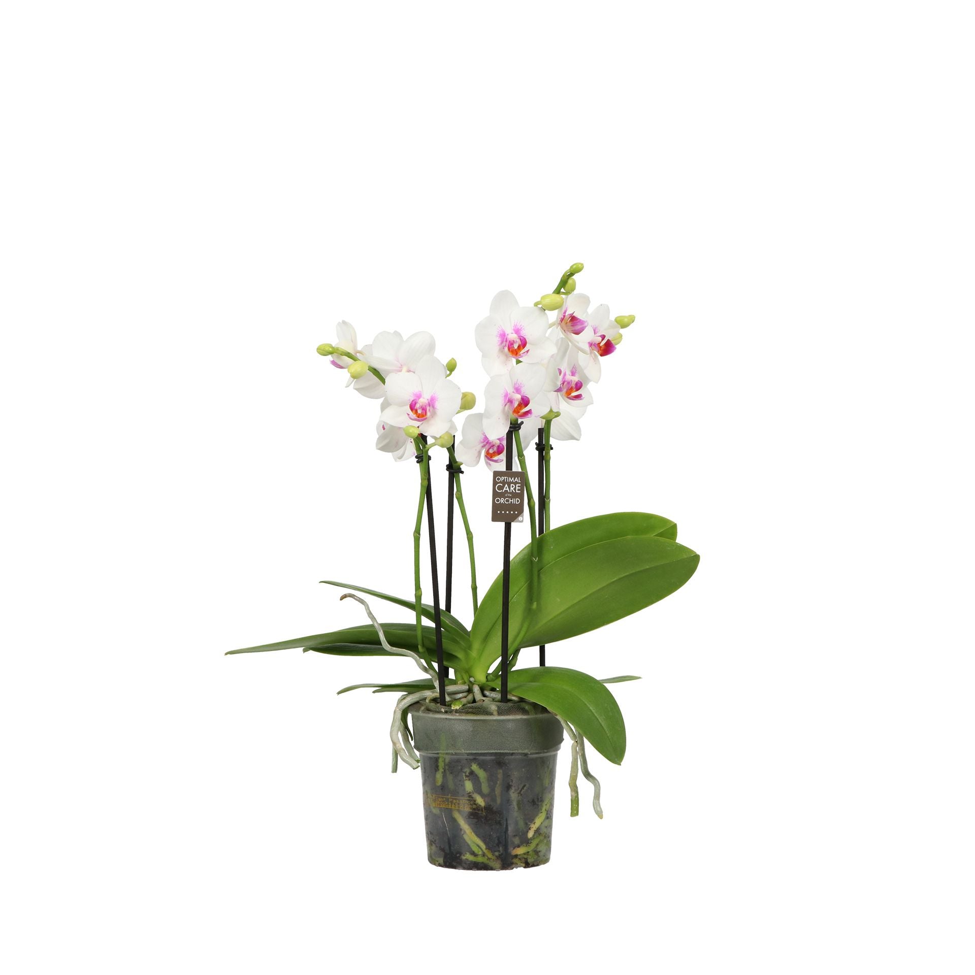 Phalaenopsis Bellissimo Bella 40cm 12cm Pot