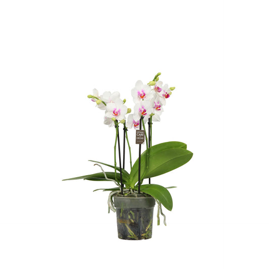 Phalaenopsis Bellissimo Bella 40cm 12cm Pot