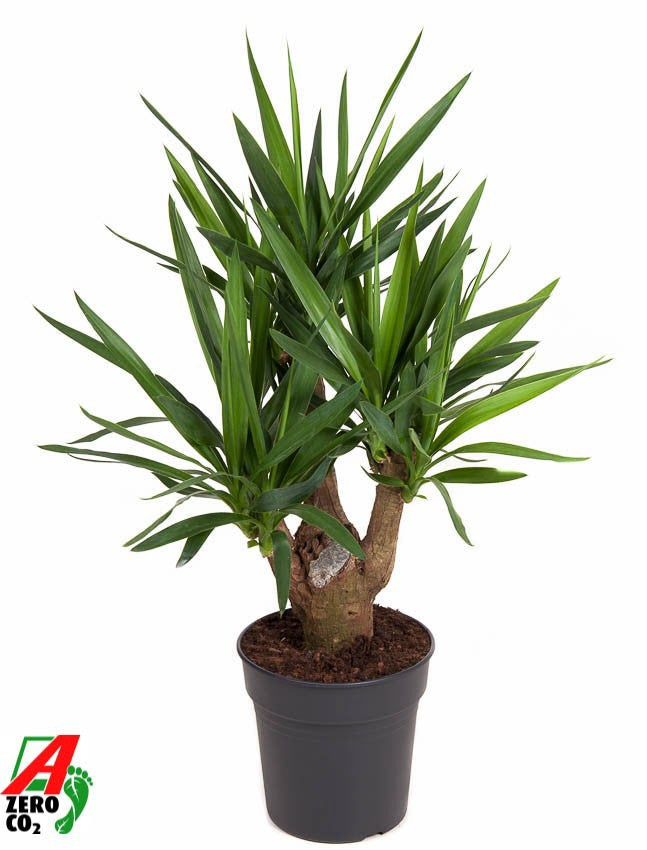 Yucca branched 100cm 24cm Pot