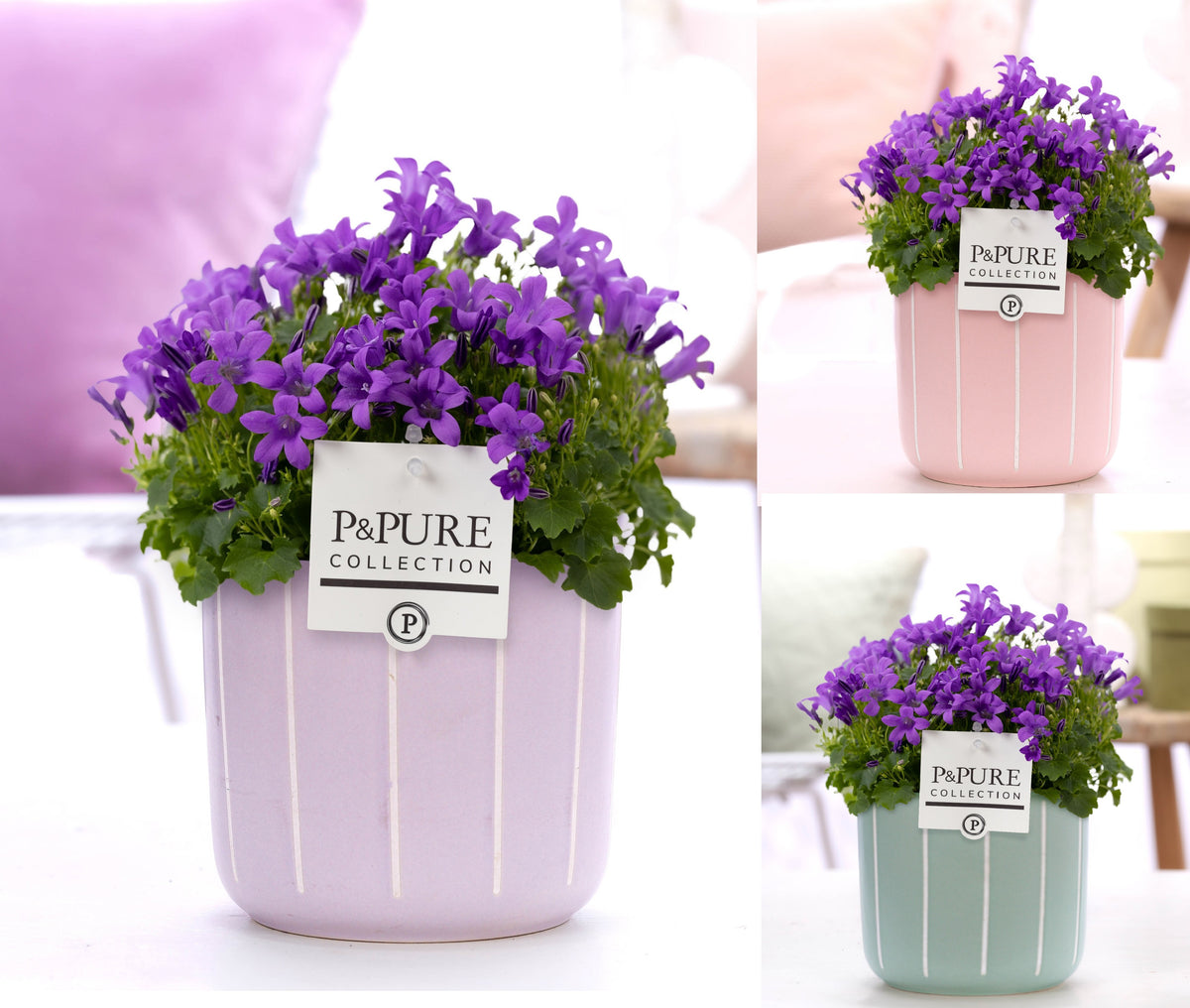 Campanula Porto 22cm 14cm Pot