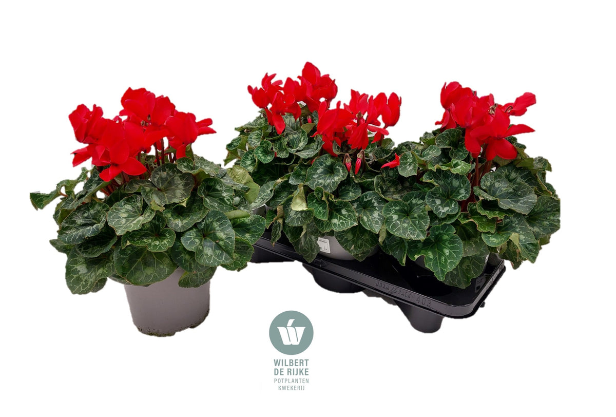Cyclamen Mammoth red 35cm 17cm Pot
