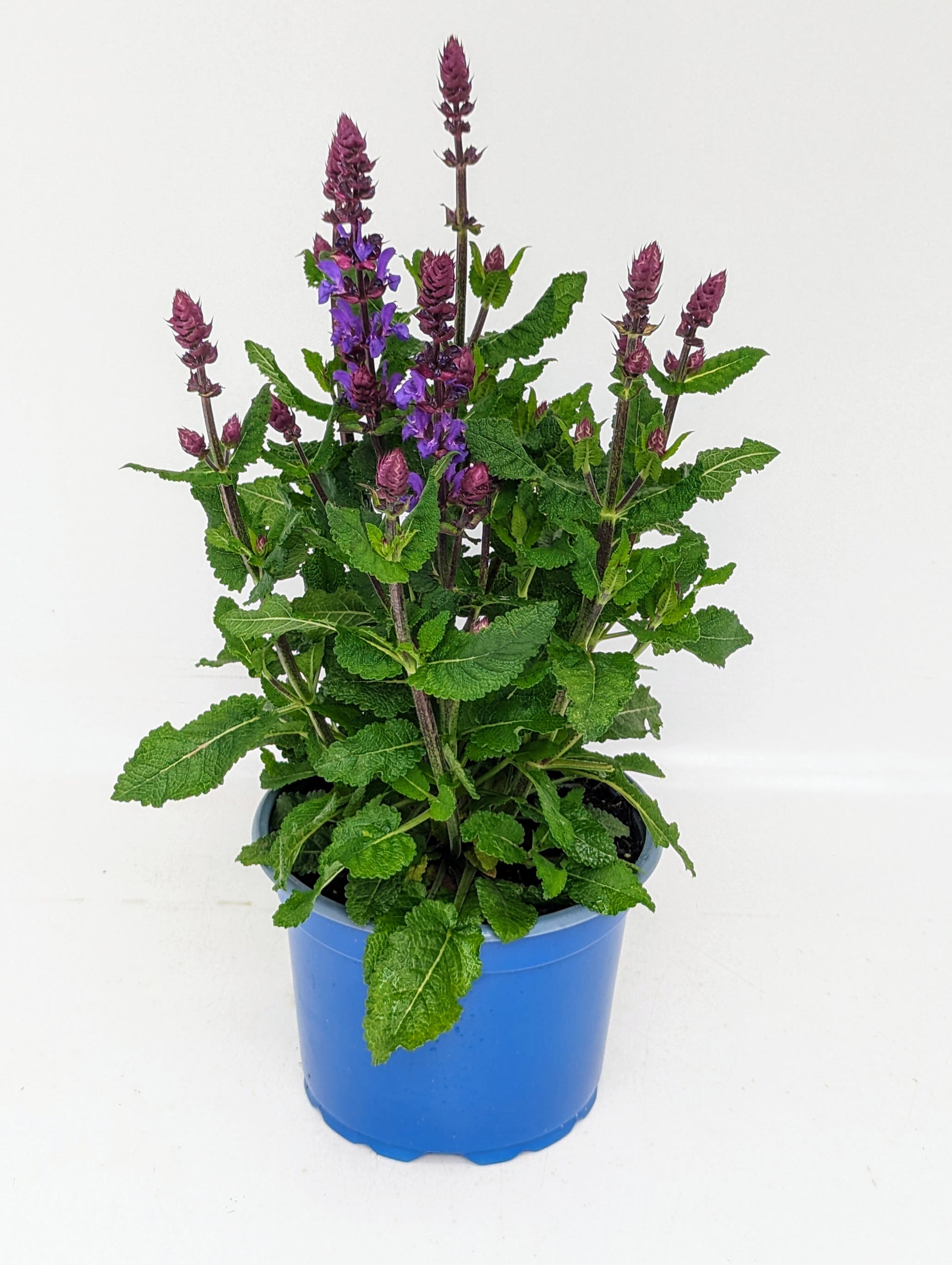 Salvia Blue Marvel 30cm 13cm Pot