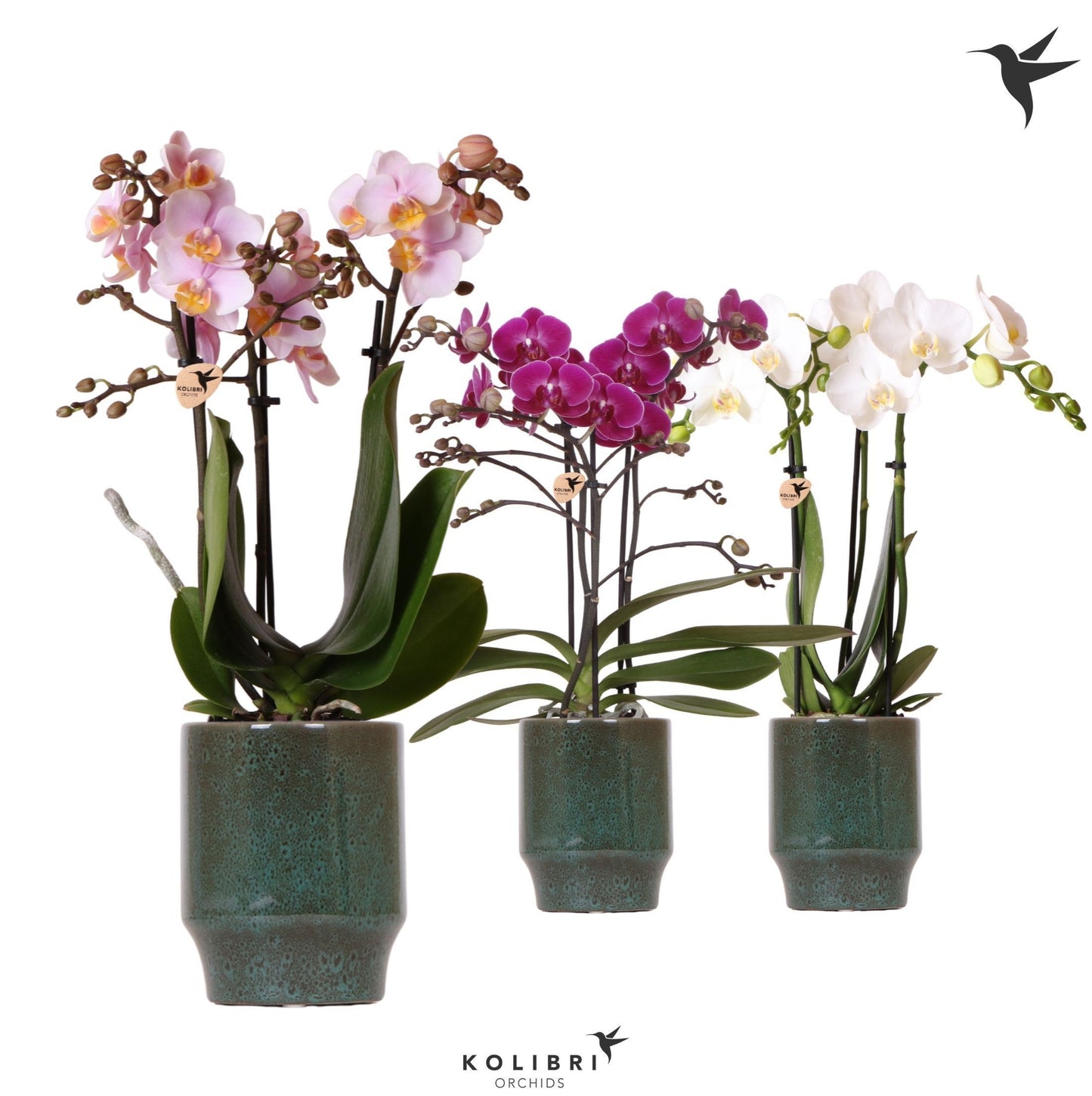 Kolibri Orchids Phalaenopsis mix 3 spike in Classy pot green 40cm 9cm Pot