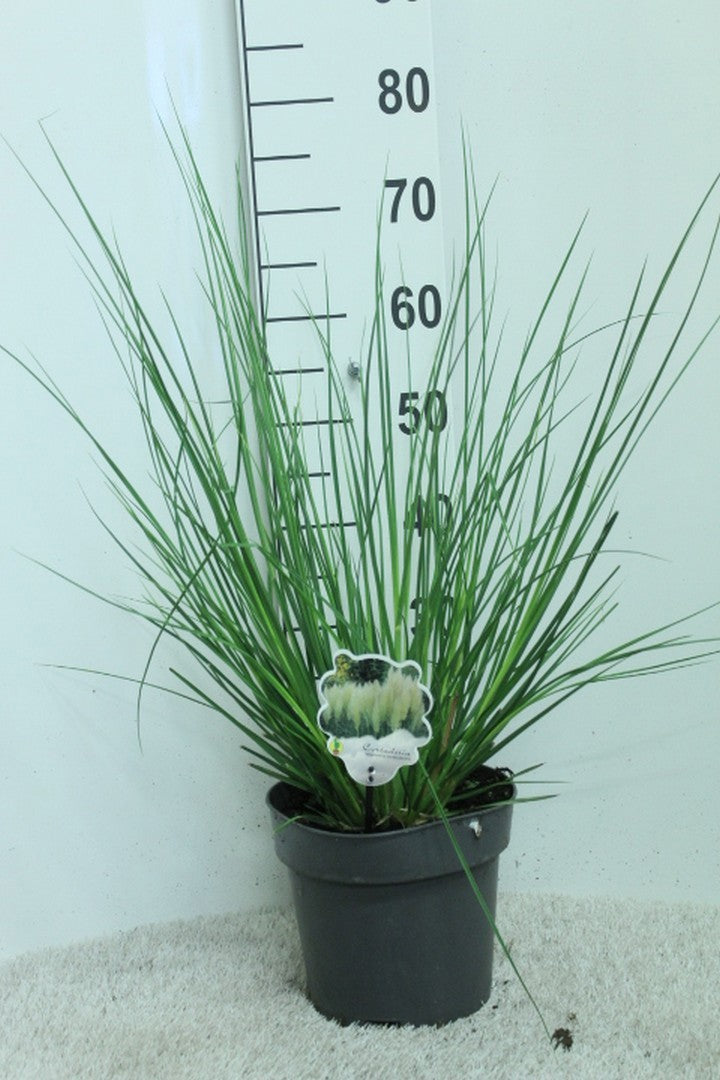 Cortaderia 75cm 23cm Pot