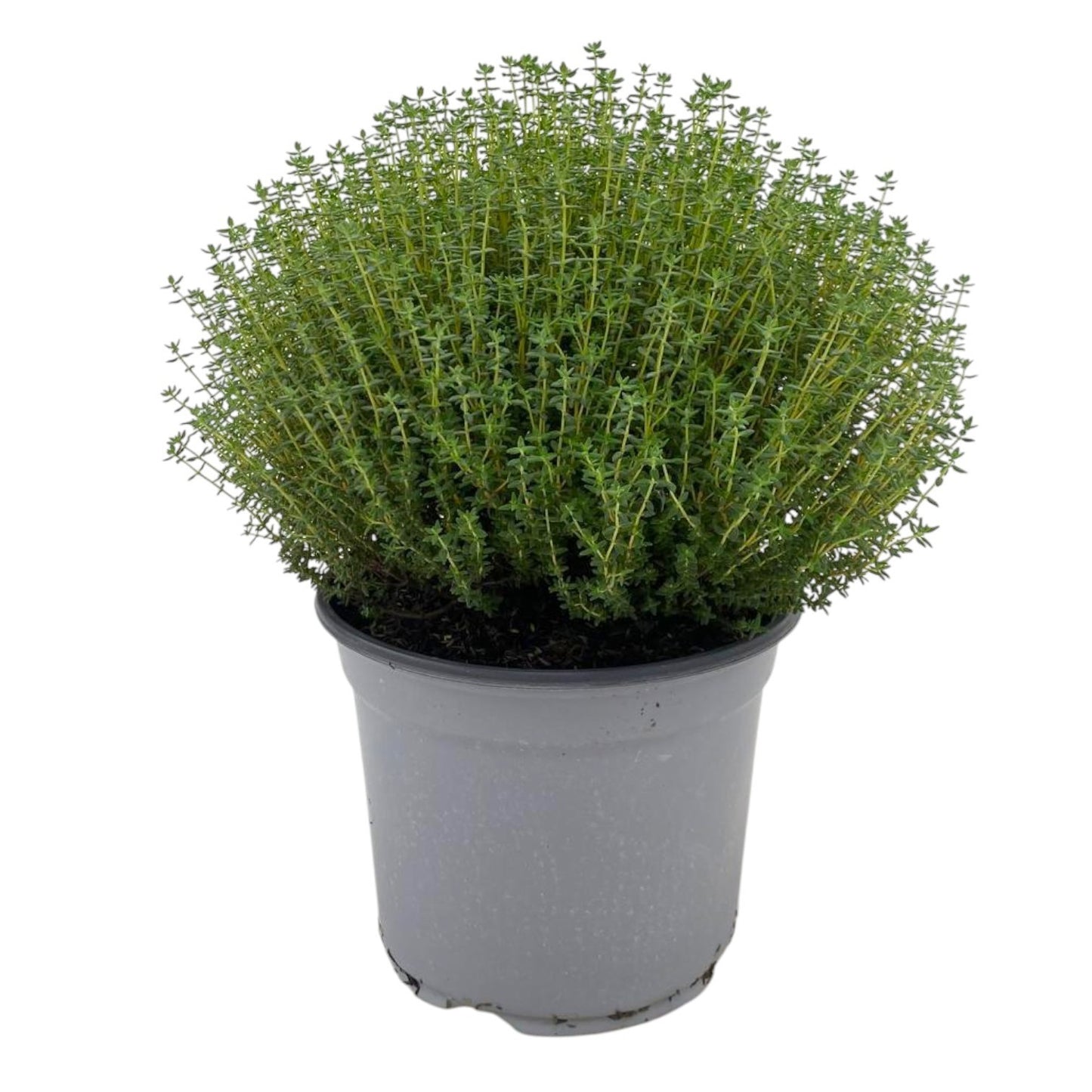 Thymus vulgaris (Thyme) 40cm 18cm Pot