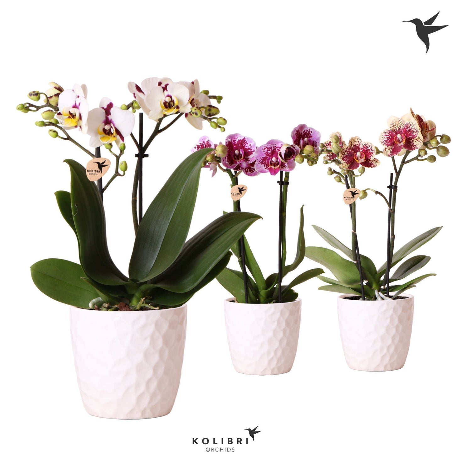 Kolibri Orchids Phalaenopsis Diamond mix 2 spike in Honey pot 40cm 9cm Pot