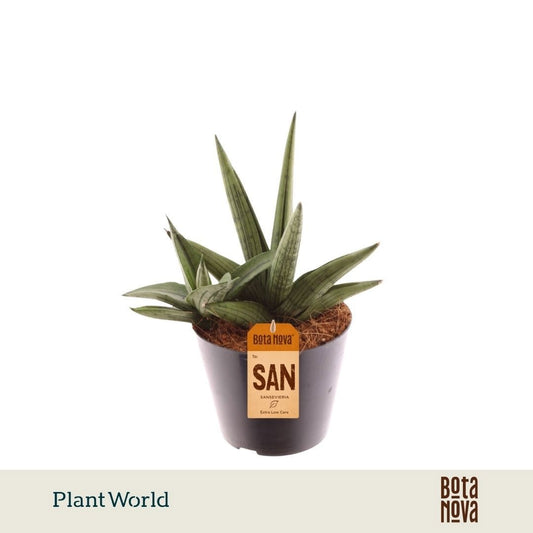 Sansevieria cylindrica 20cm 10.5cm Pot