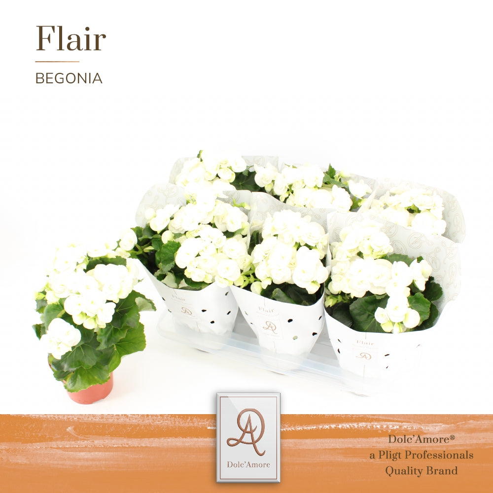 Pligt Professionals BV Begonia el. Clara Pack of 6
