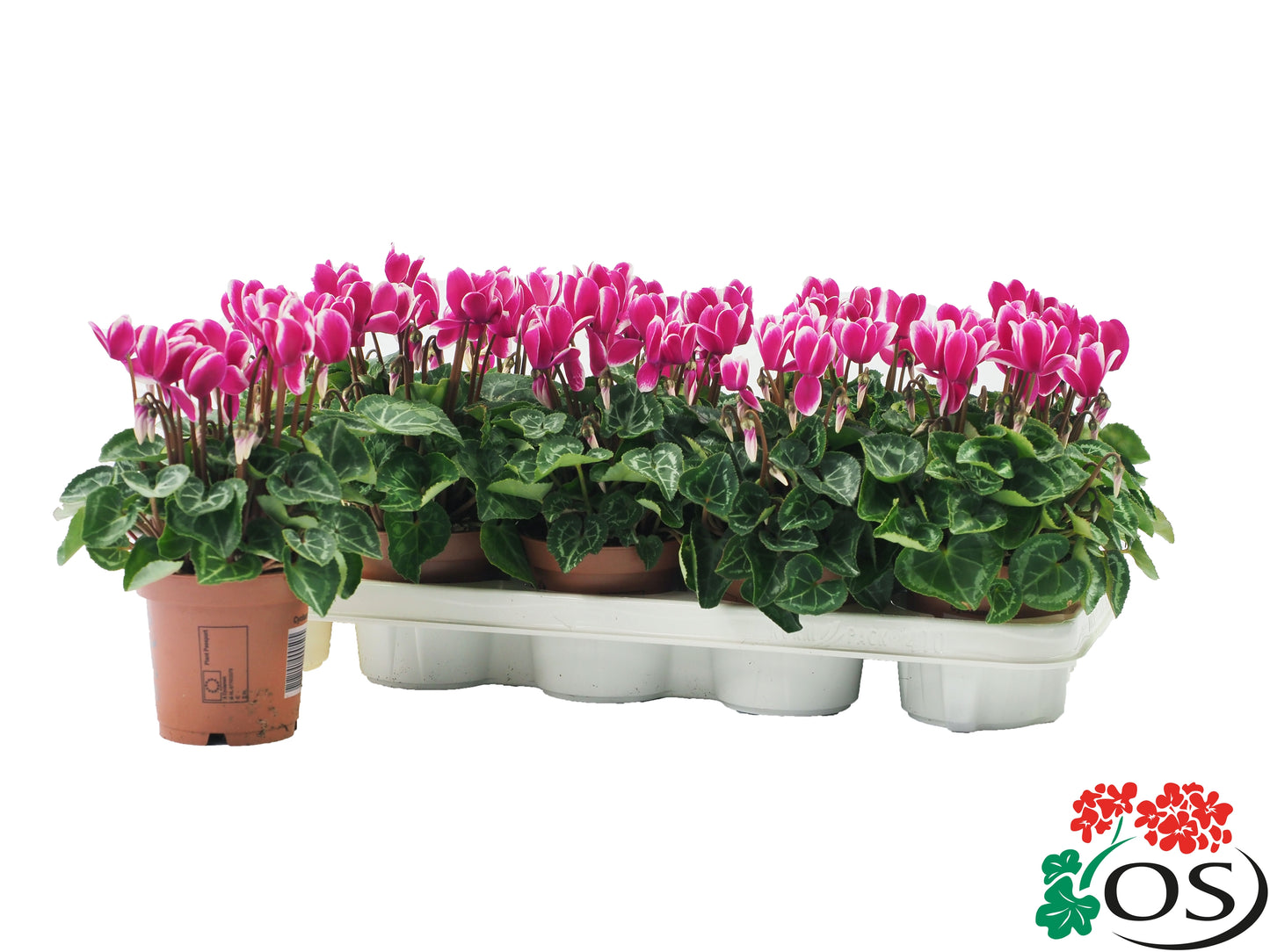 Cyclamen Metis Fantasia 25cm 510cm Pot