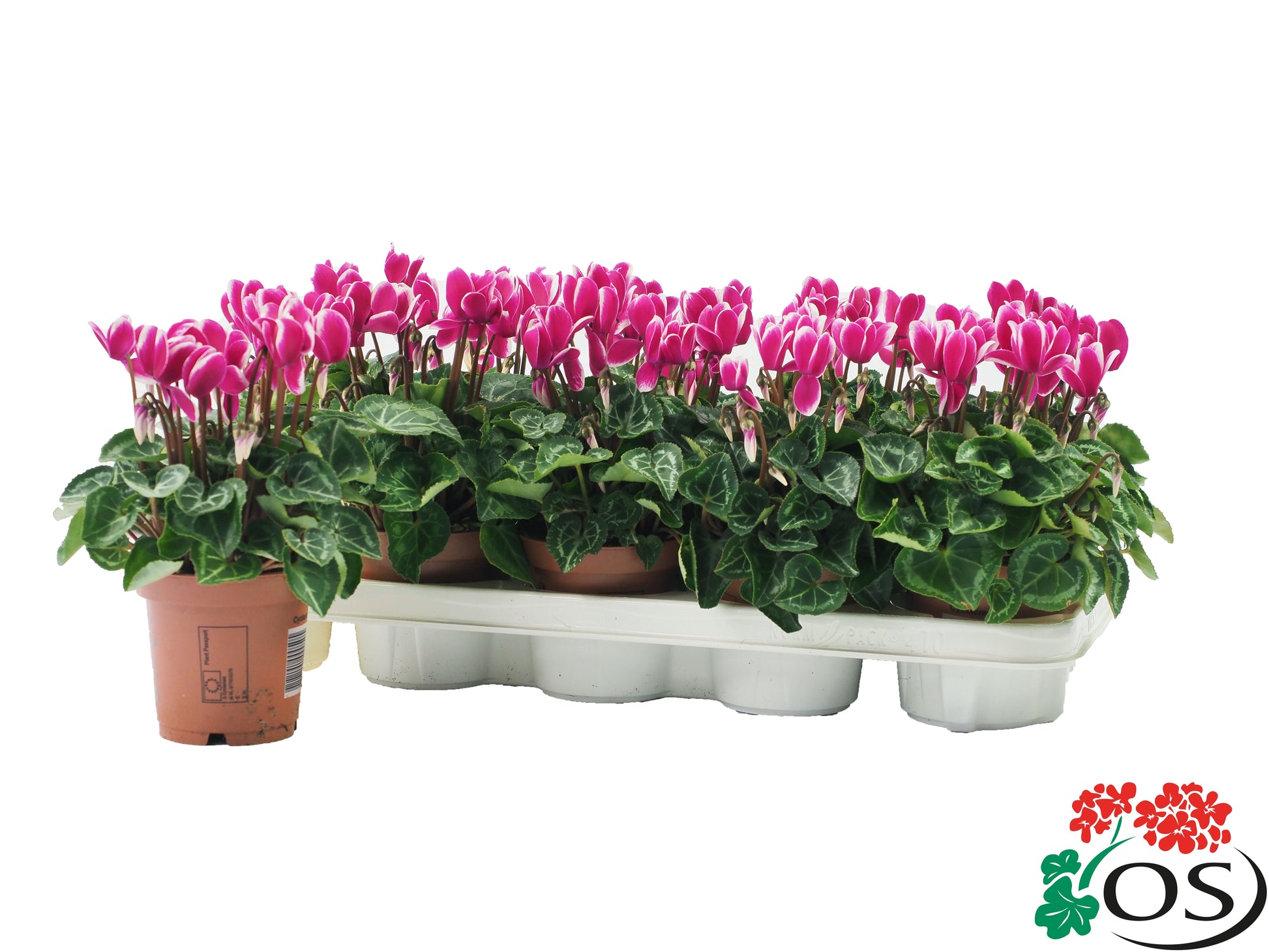 Cyclamen Metis Fantasia 25cm 510cm Pot