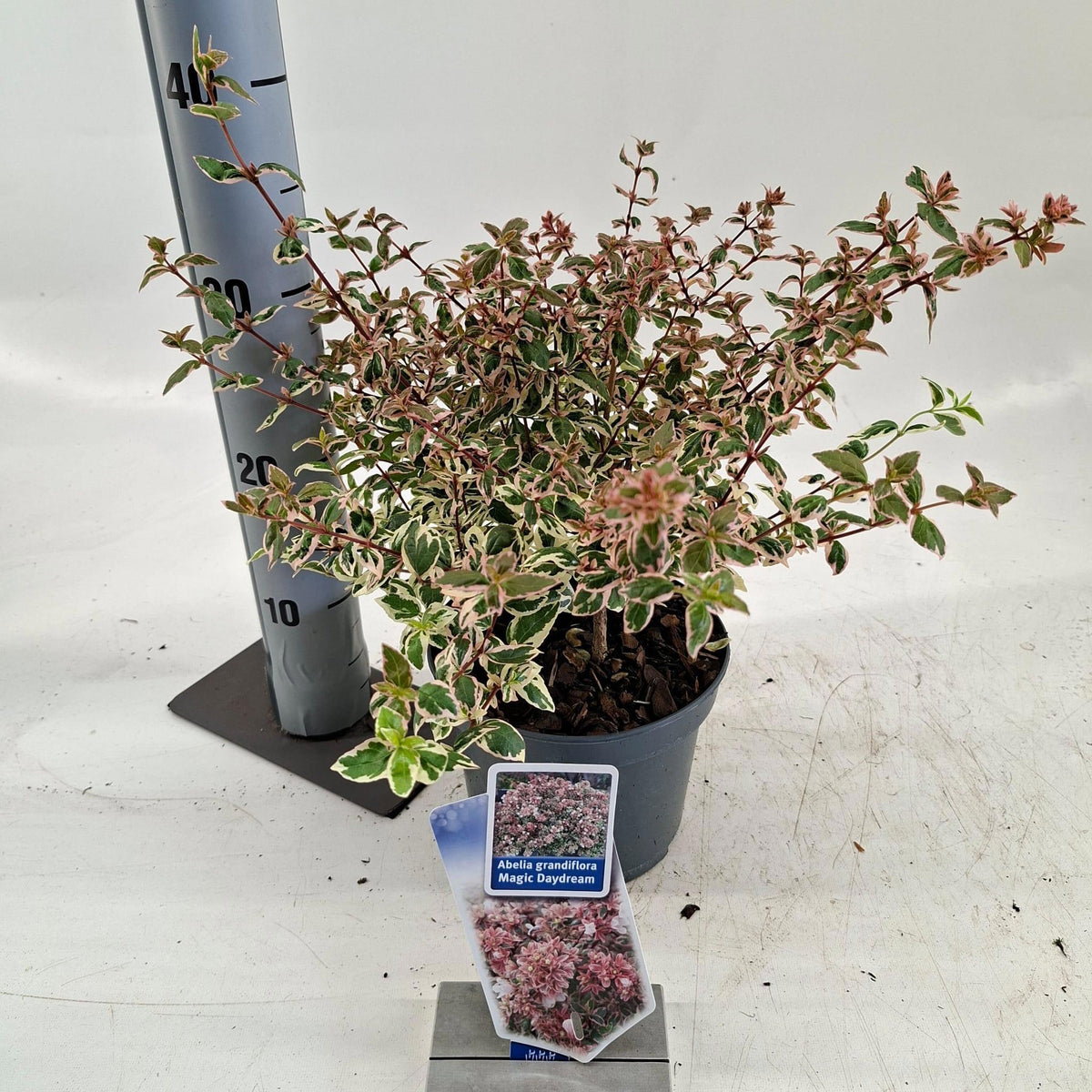 Abelia grandiflora Magic Daydream 35cm 17cm Pot