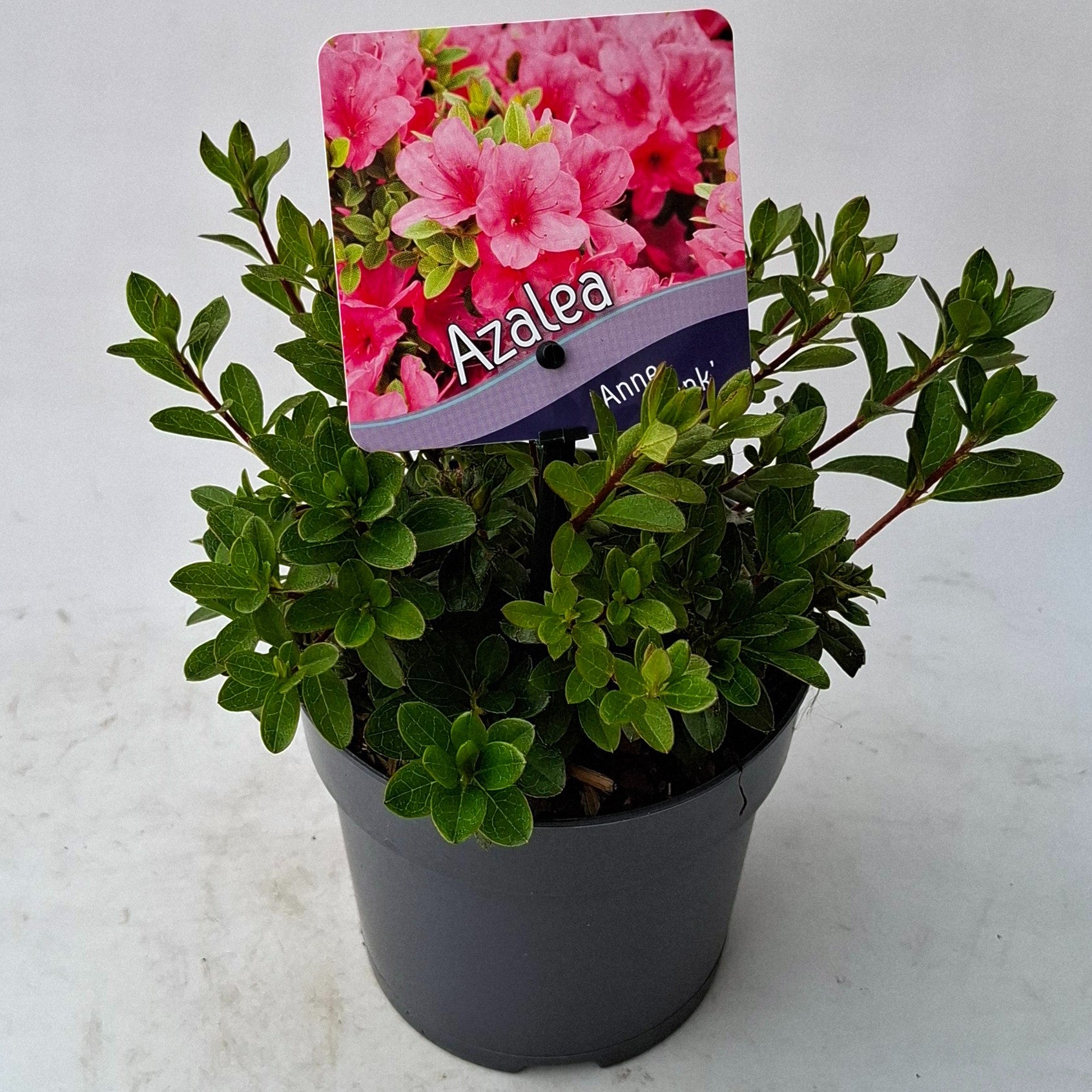 J.C.A.M. van Acht Rhododendron Anne Frank Pack of 8