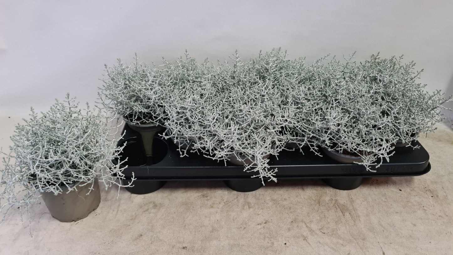 Calocephalus 20cm 510cm Pot