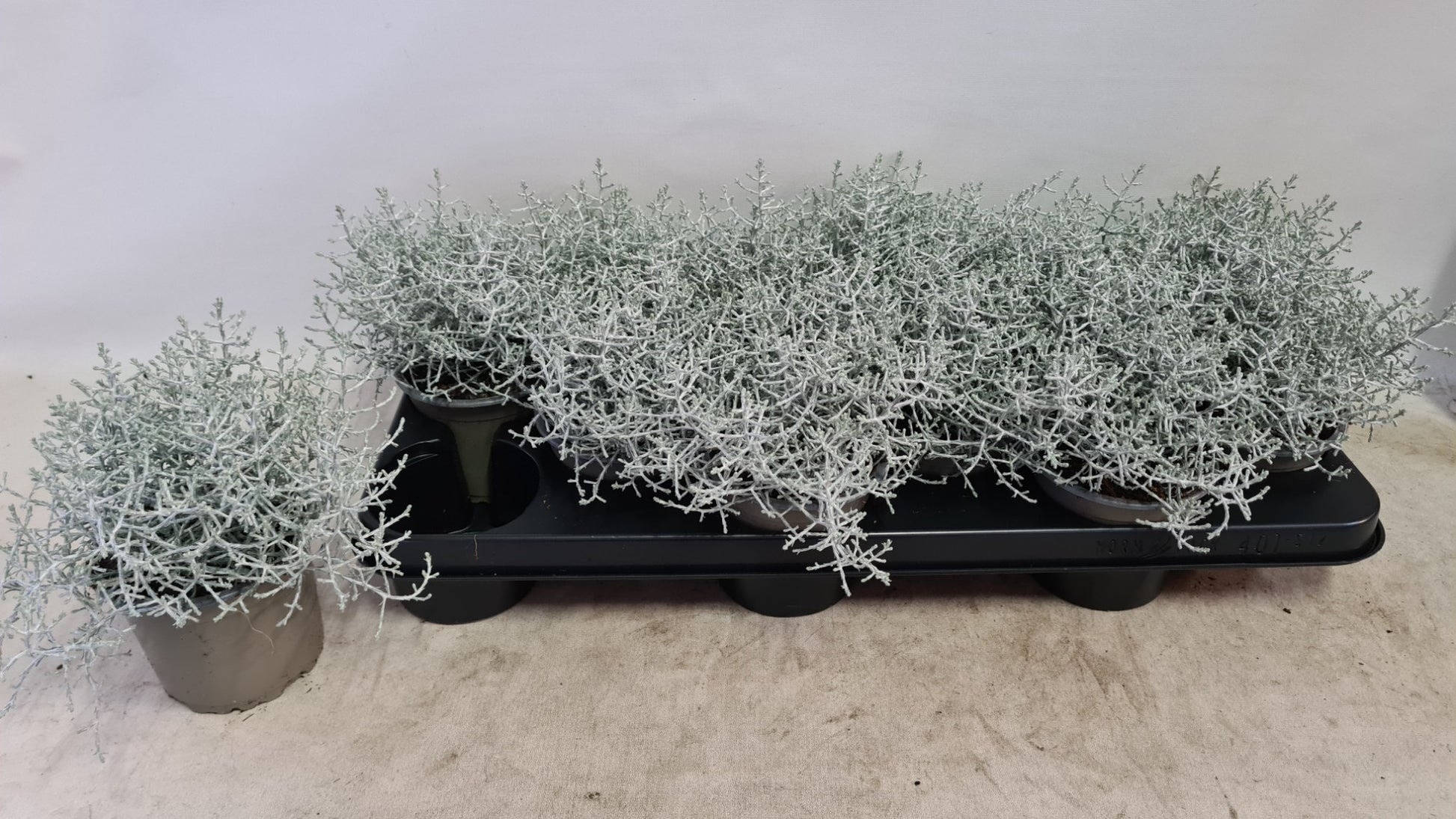 Calocephalus 20cm 510cm Pot
