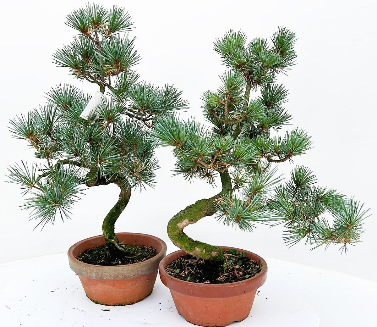 Bonsai Metasequoia Forest 40cm 16cm Pot