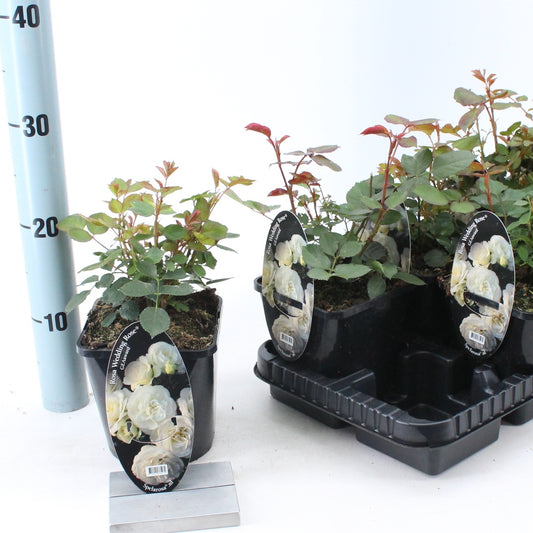 Roses floribunda mix 25cm 14cm Pot