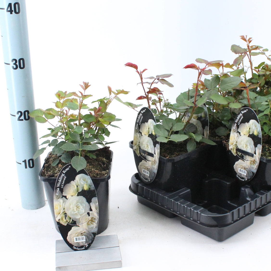 Roses floribunda mix 25cm 14cm Pot