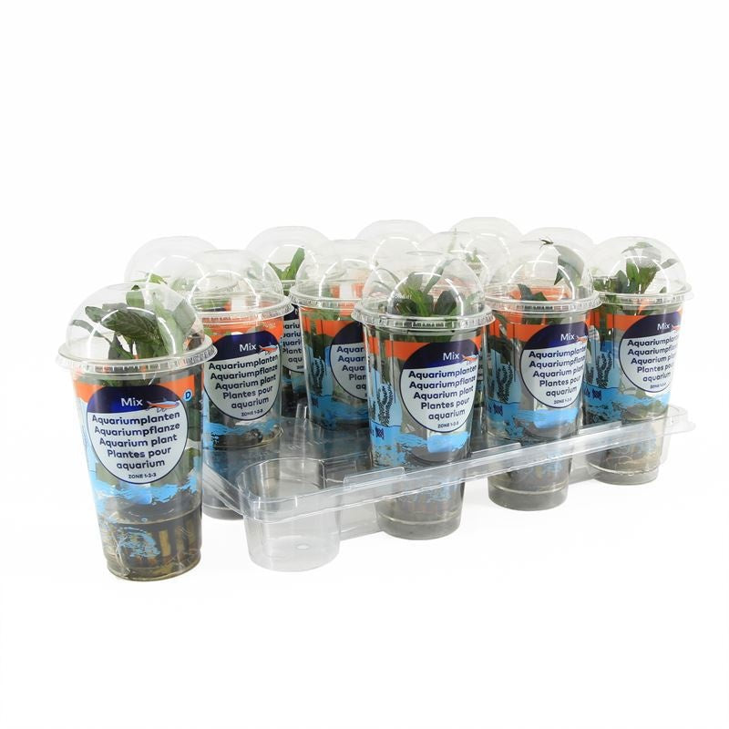 Waterplkw R. Moerings Hygrophila polysperma Pack of 12