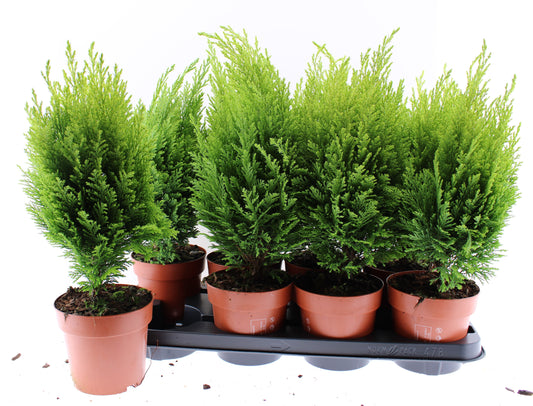 Chamaecyparis Ellwood's Empire 45cm 13cm Pot