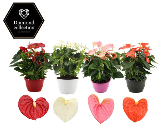 Anthurium mix 50cm 25cm Pot