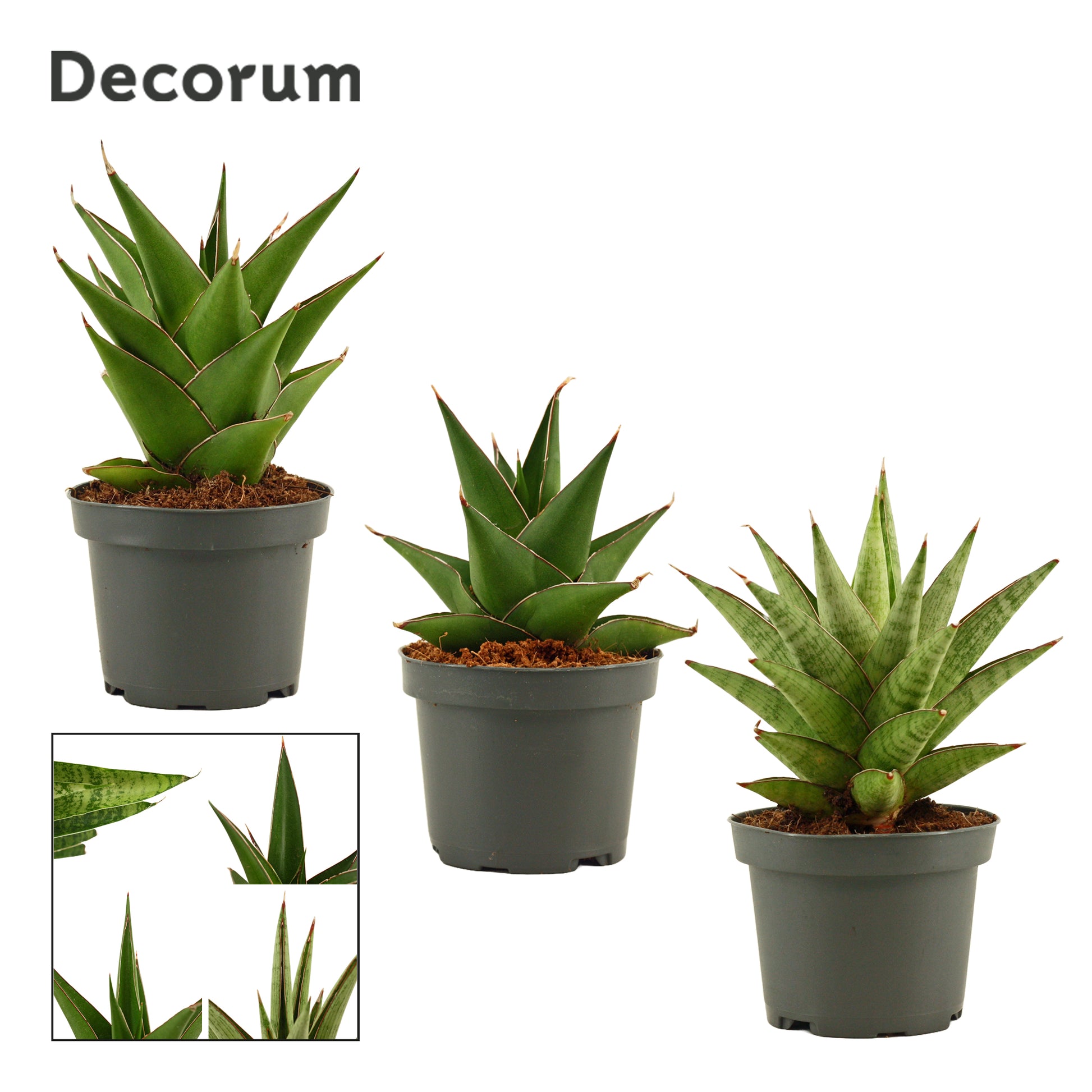 Sansevieria 15cm 9cm Pot