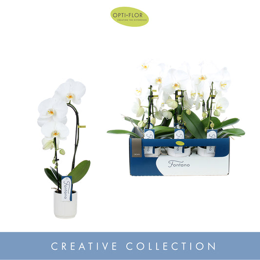 Phalaenopsis Fontano Crown 50cm 9cm Pot