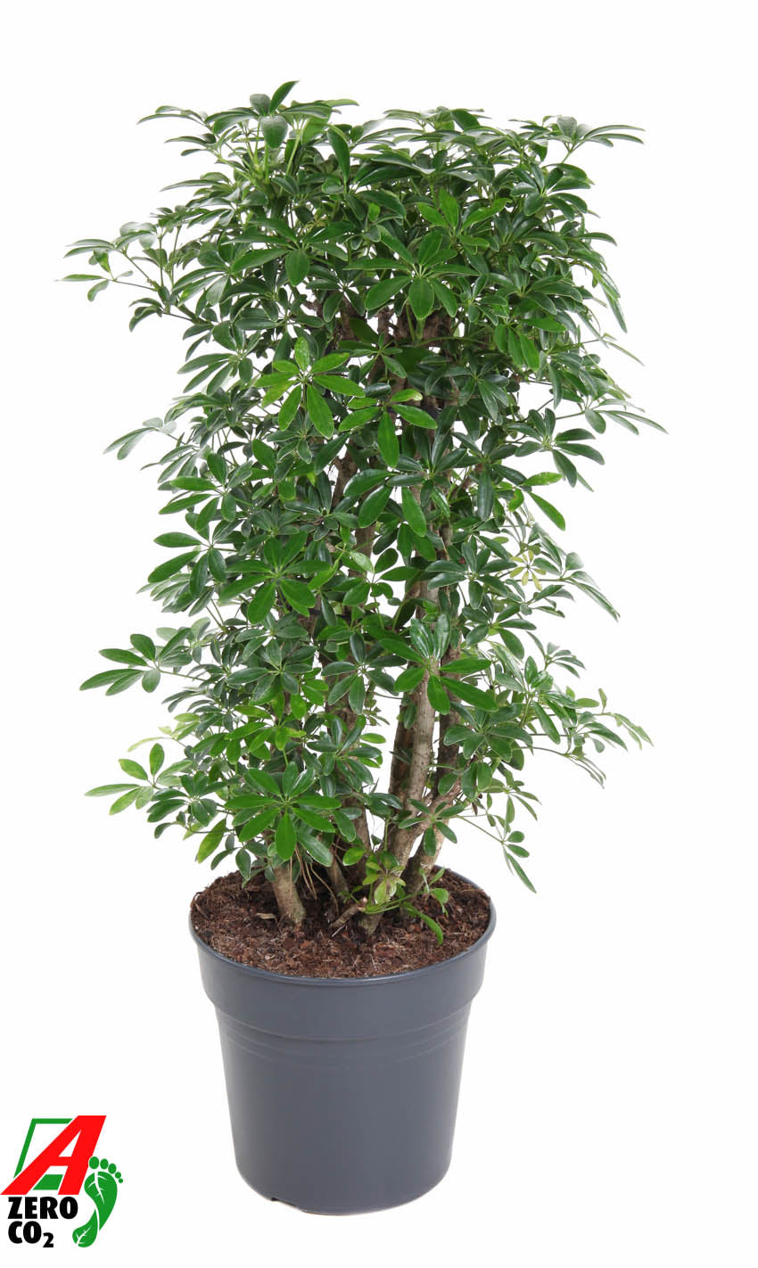 Schefflera Luseana 100cm 27cm Pot